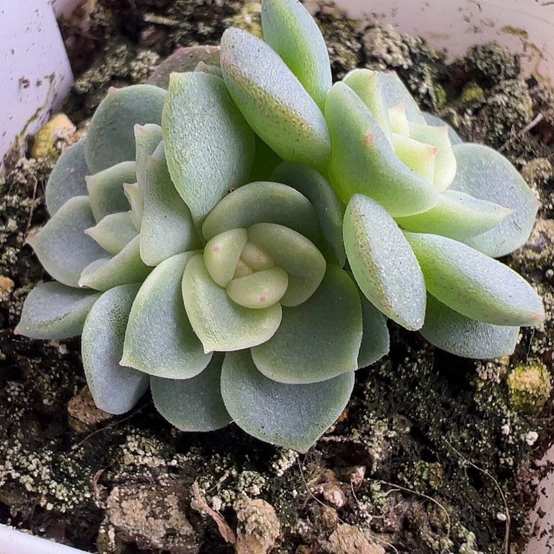 三头Pz甜心一物一拍