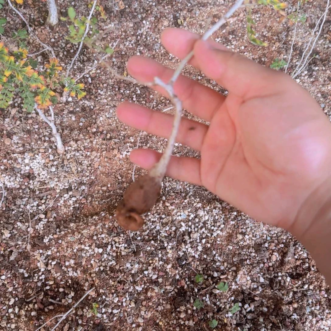 橡木漆树 多肉植物 实生