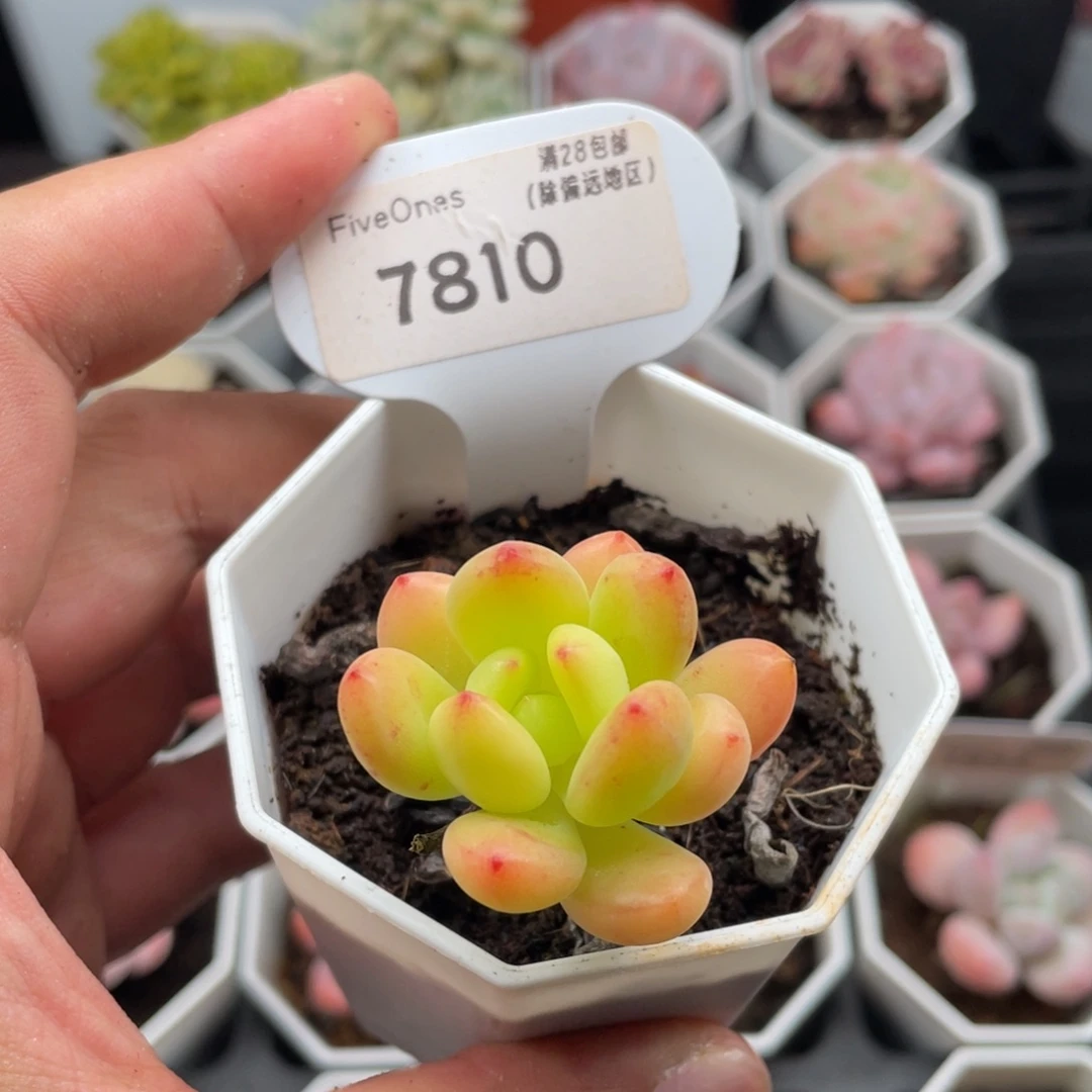 春萌7810-3.5厘米