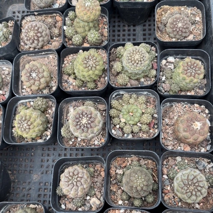 蜥蜴皮实好养皮实