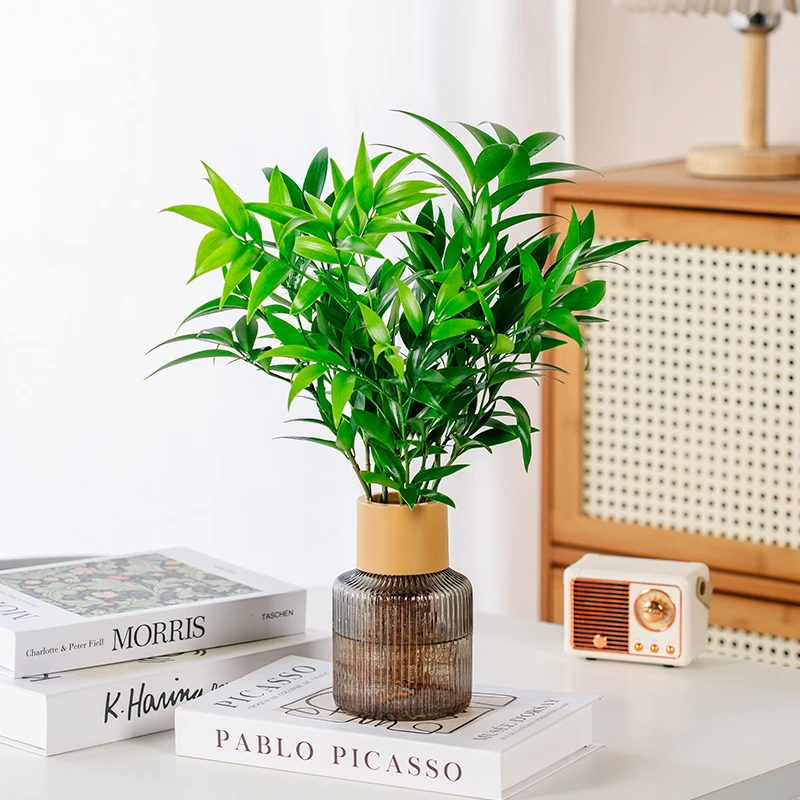 竹柏水培植物室内绿植栽客厅卧室桌面四季常青新手可以种植