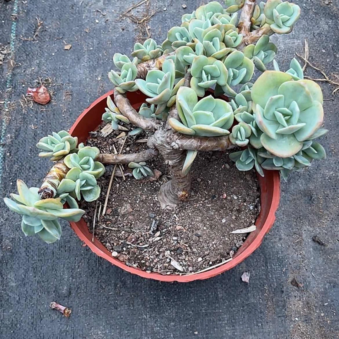 【闪购商品】无花朵冰**薇