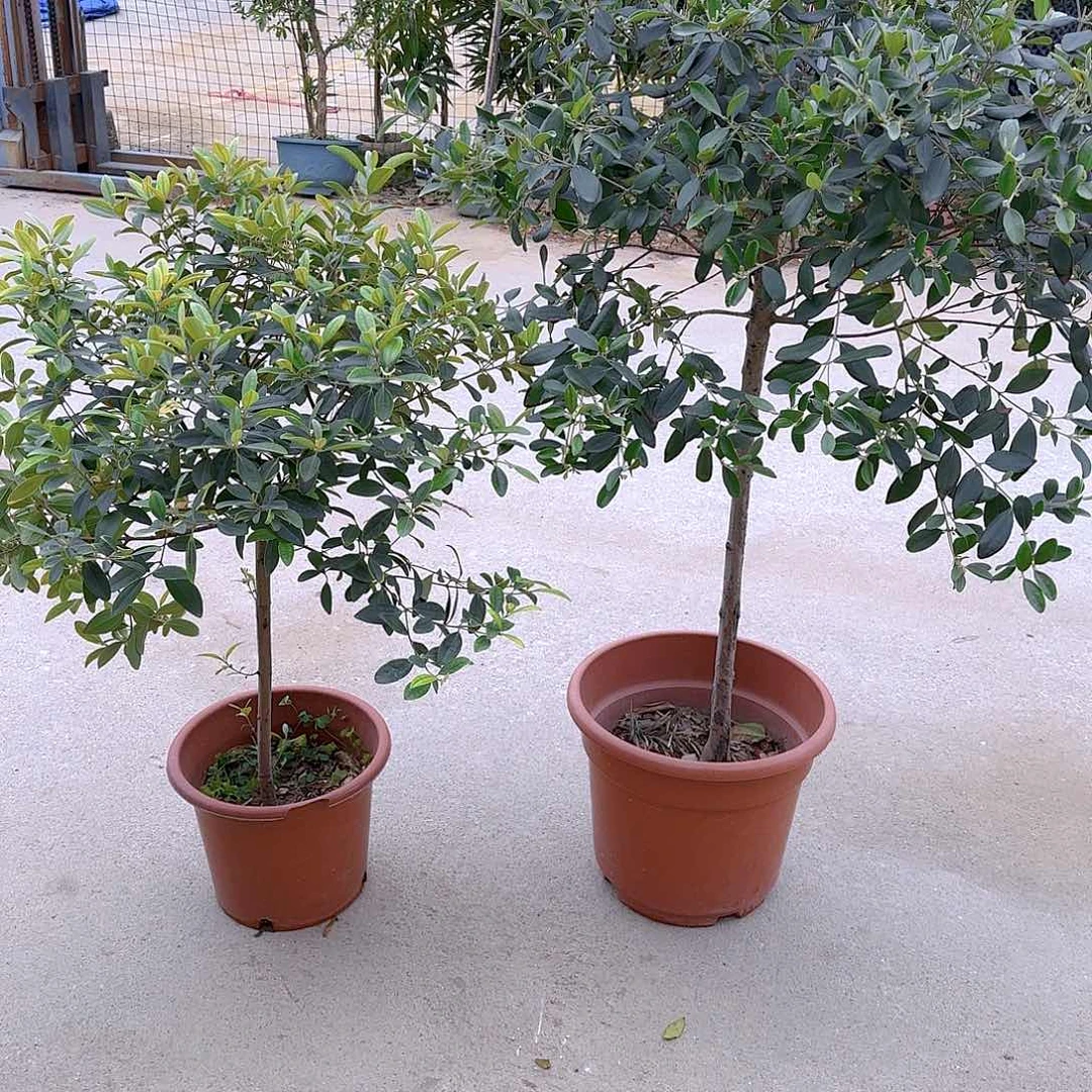 用****6果树11111111111