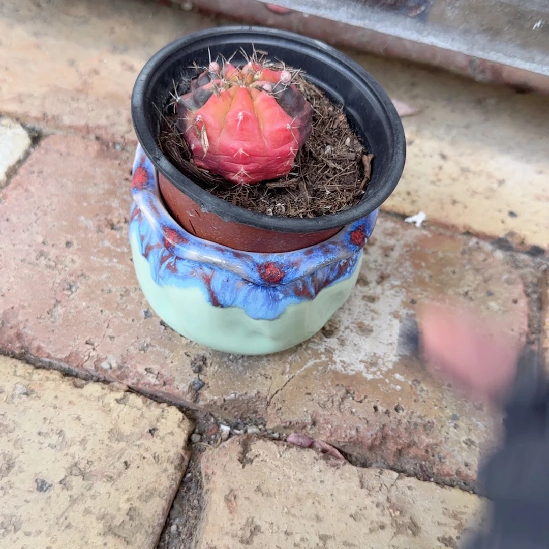 无花朵小**干光辉牡丹种好发货