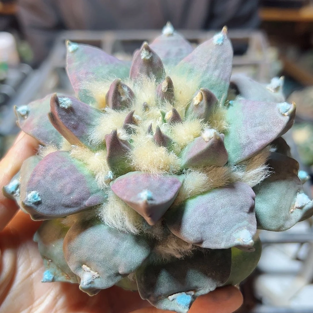 26号紫肌带勾牡丹无根11.5公分