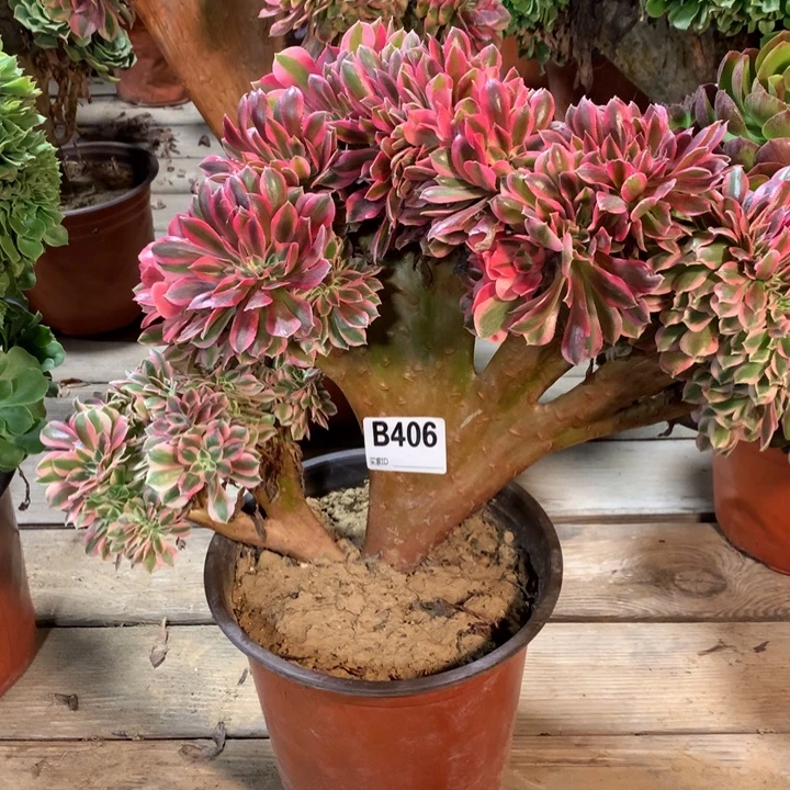 粉女巫缀多肉法师