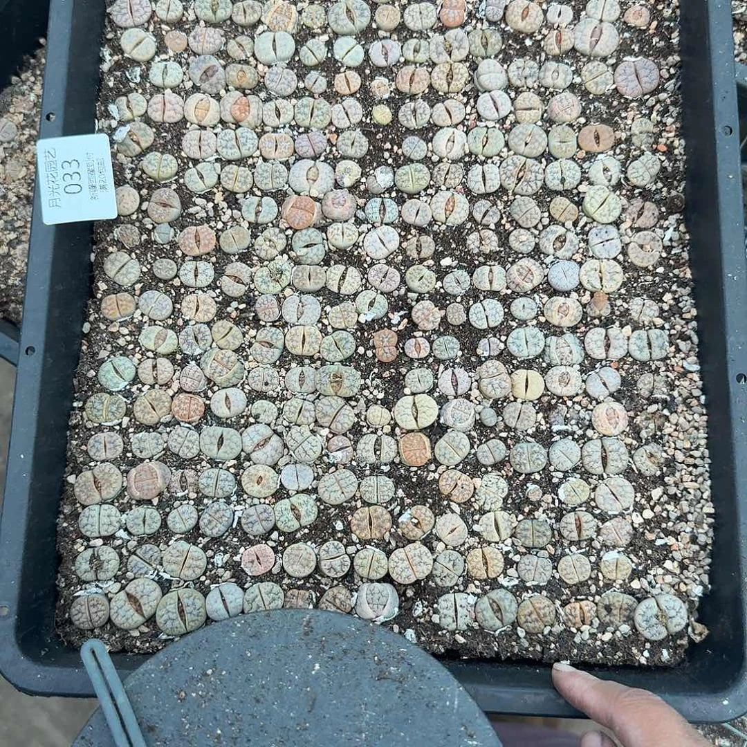 再***手不能用一丝不满形容人033