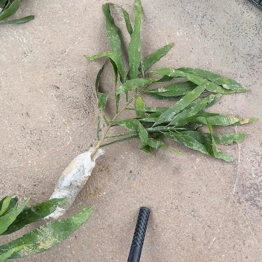 云***儿哥哥哥哥哥哥哥哥哥哥哈