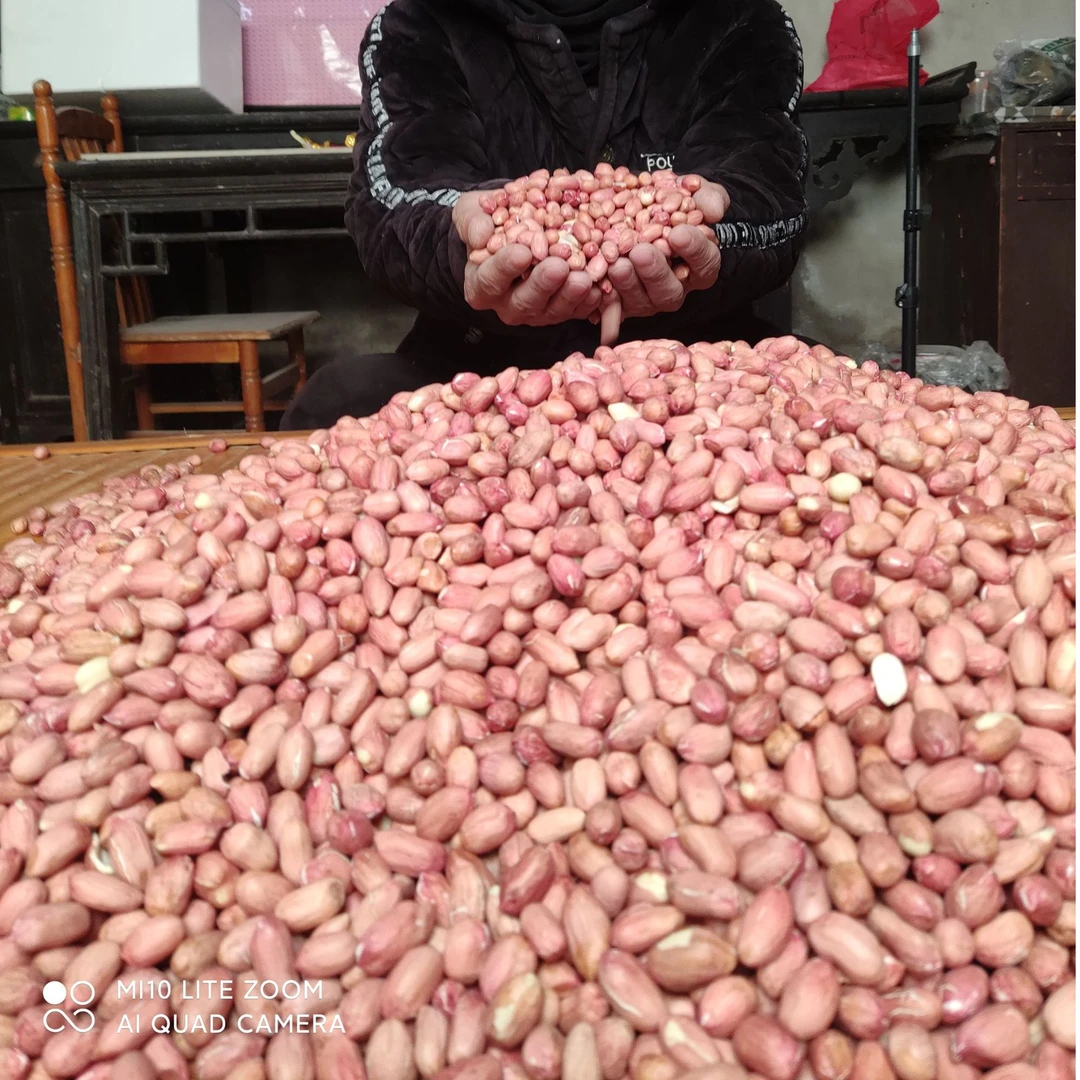 2025年当季黄河滩新花生大颗粒花生米可留种