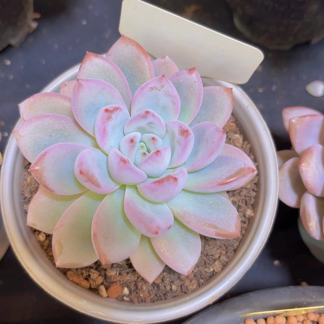 L***a云南金致家精品多肉