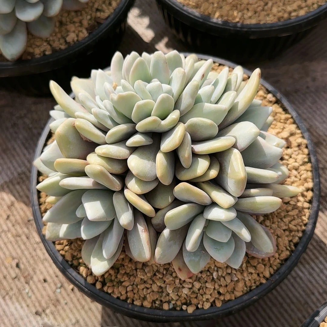 5038号粉兔朵朵缀85      肉