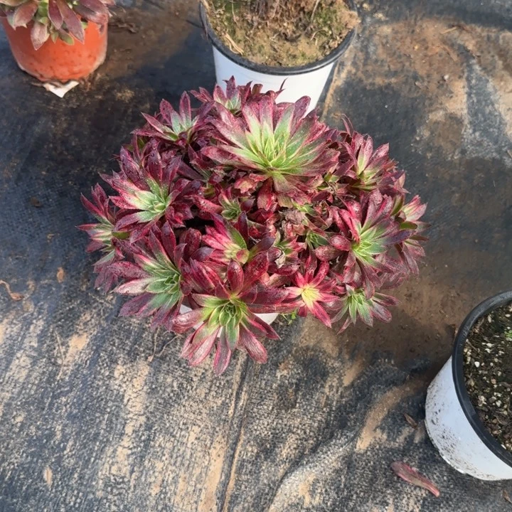 惊鸿两单包邮。