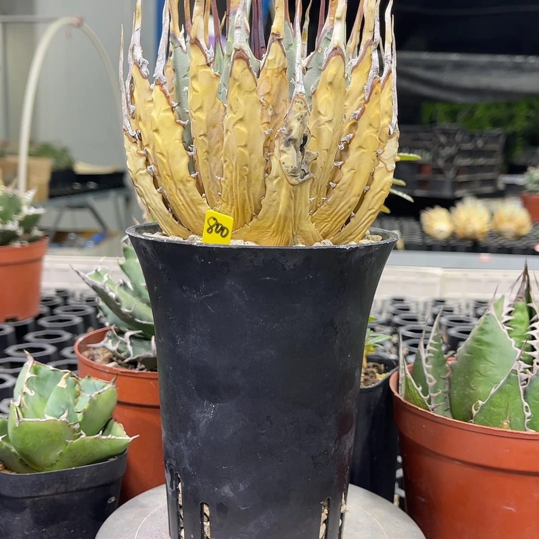 小***书价姐姐斤斤计较哈哈哈哈