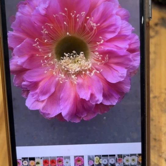 露露金刚15号紫色双球