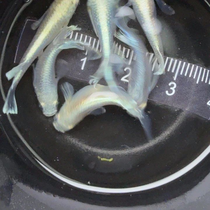 青鳉鱼短体天使6号