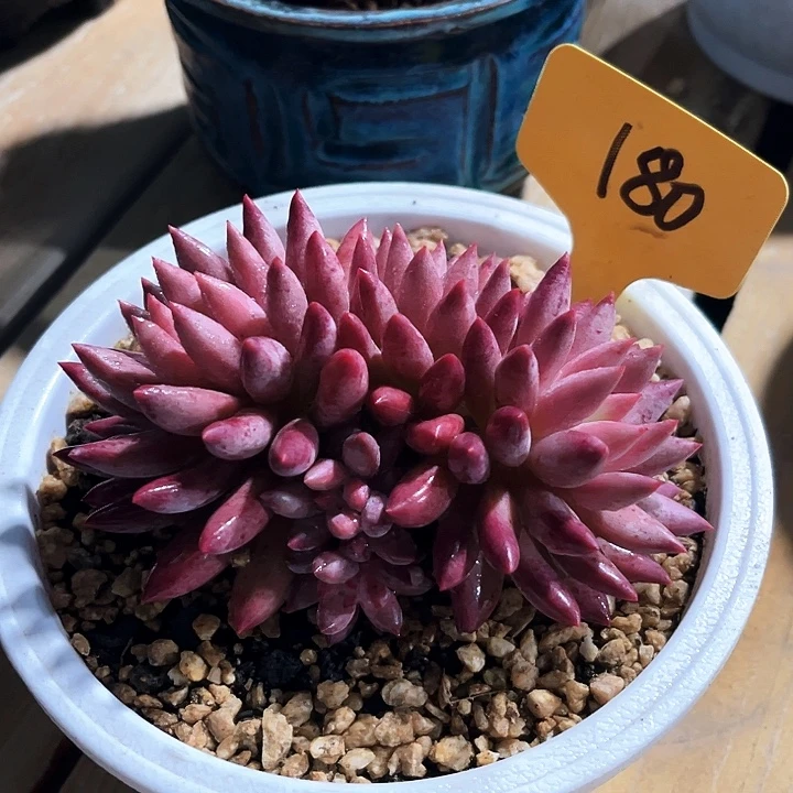 虞美人 180号码牌子的话