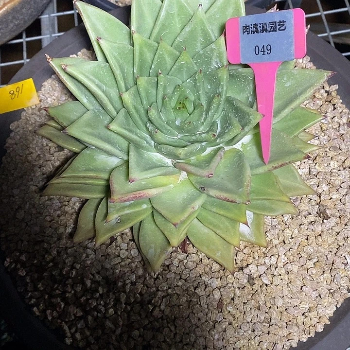 x049-多肉植物 黄金玛利亚