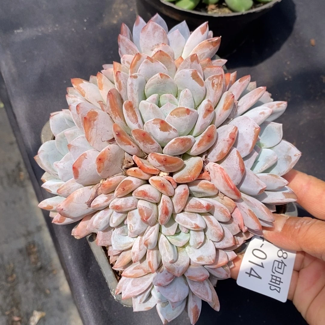 夏悦多肉904-14橙子