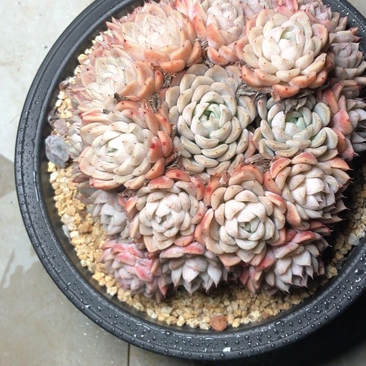 阳**丽36/////////////////