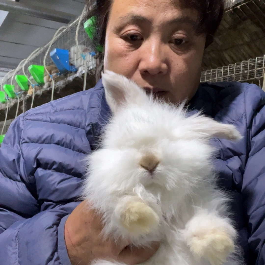 宠物兔英系安哥拉兔