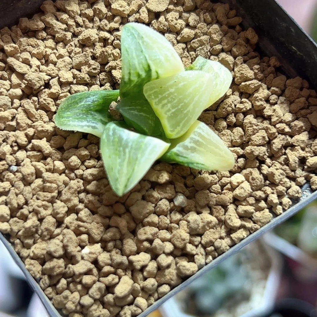 实生寿锦十二卷多肉植物