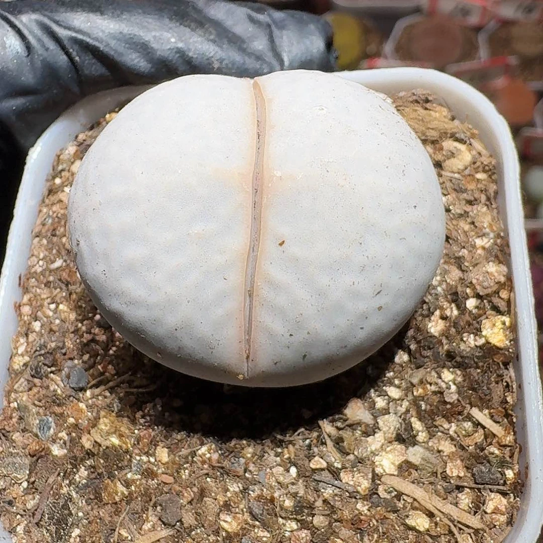 半***?生石花1111111。 129