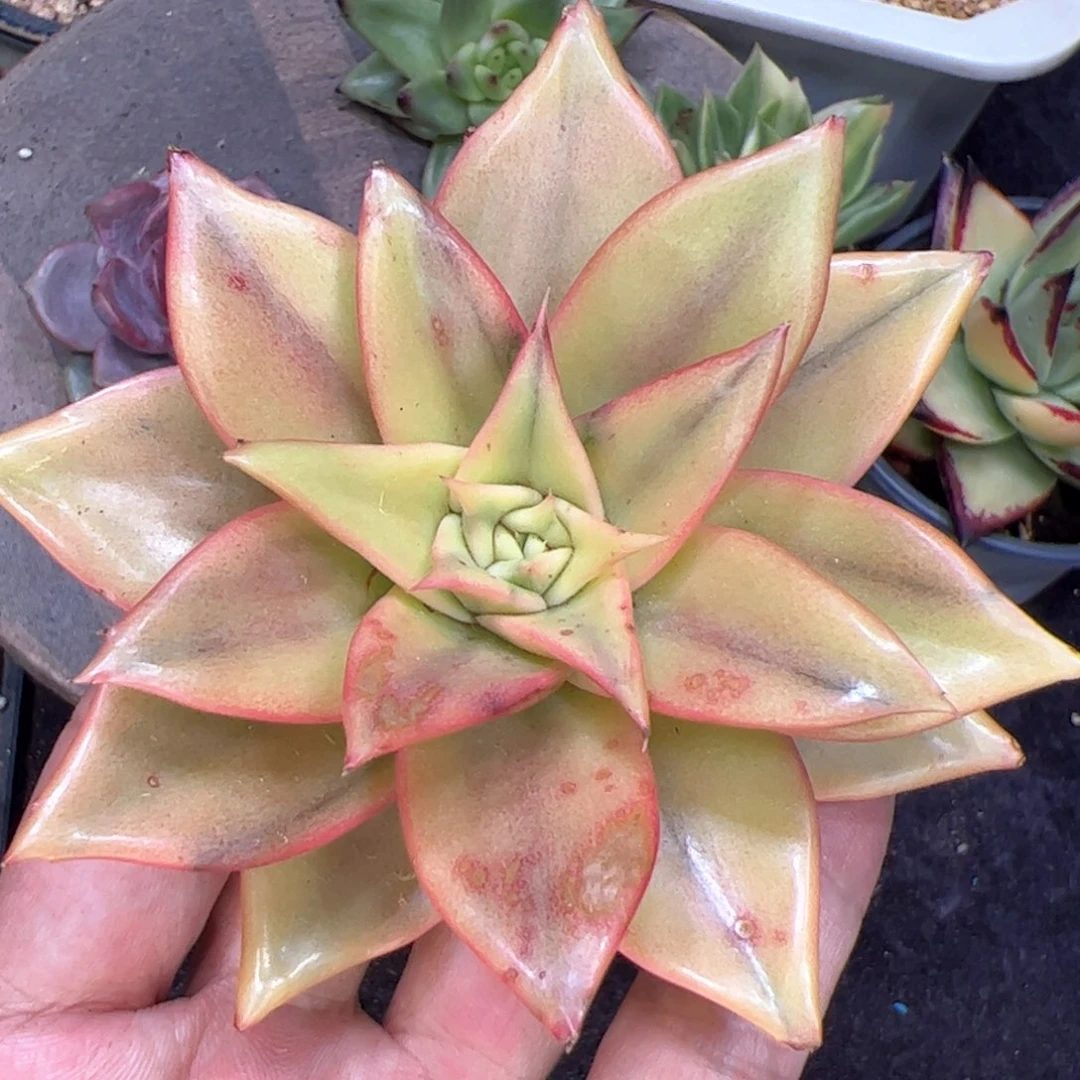 拉丝锦，多肉植物