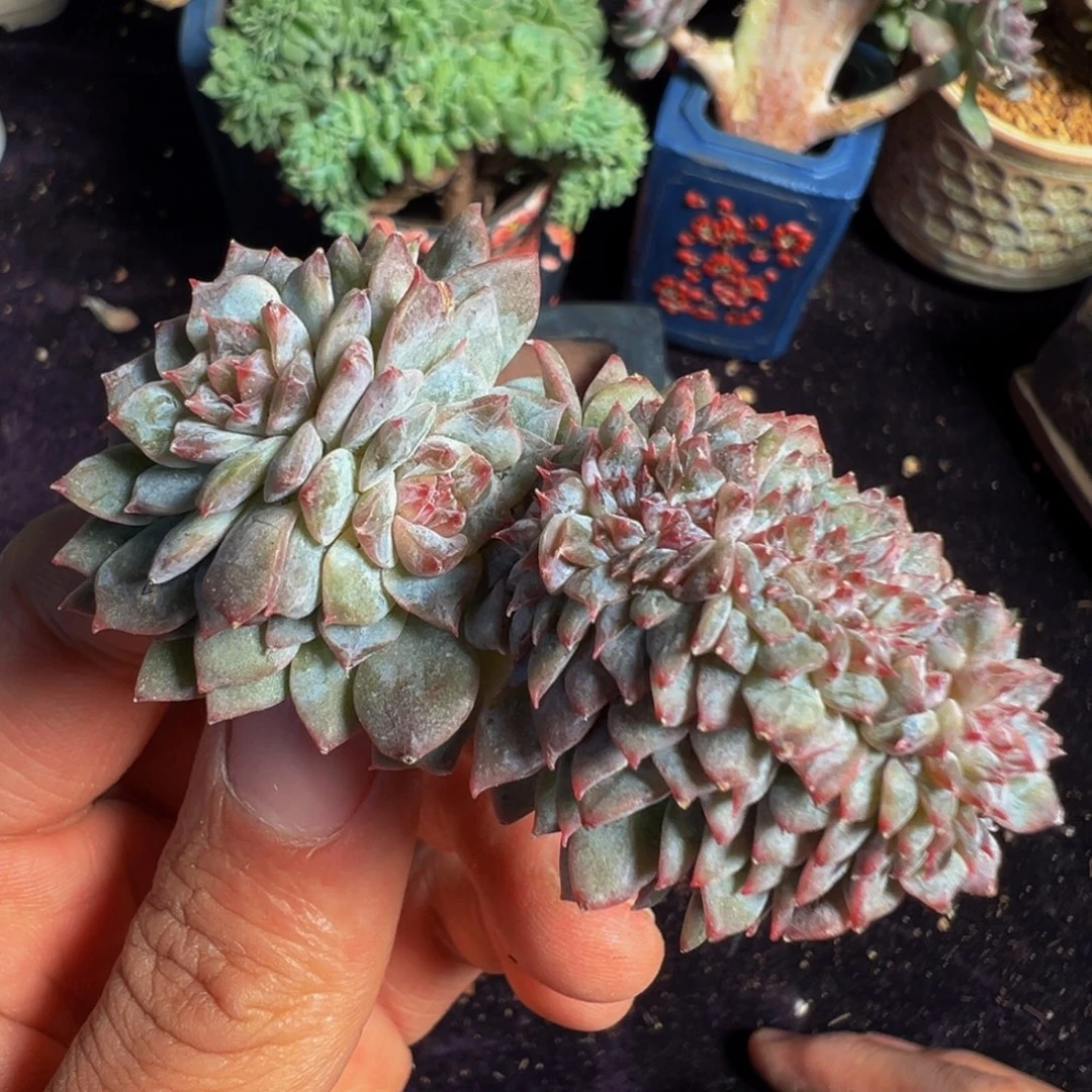 新年快乐 新年快乐