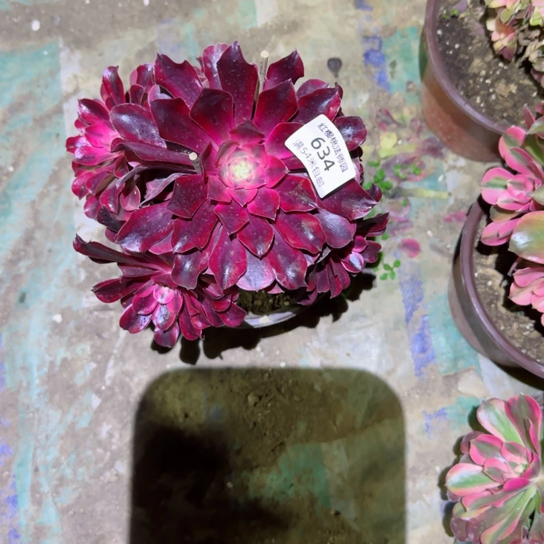 美杜莎法师多肉634