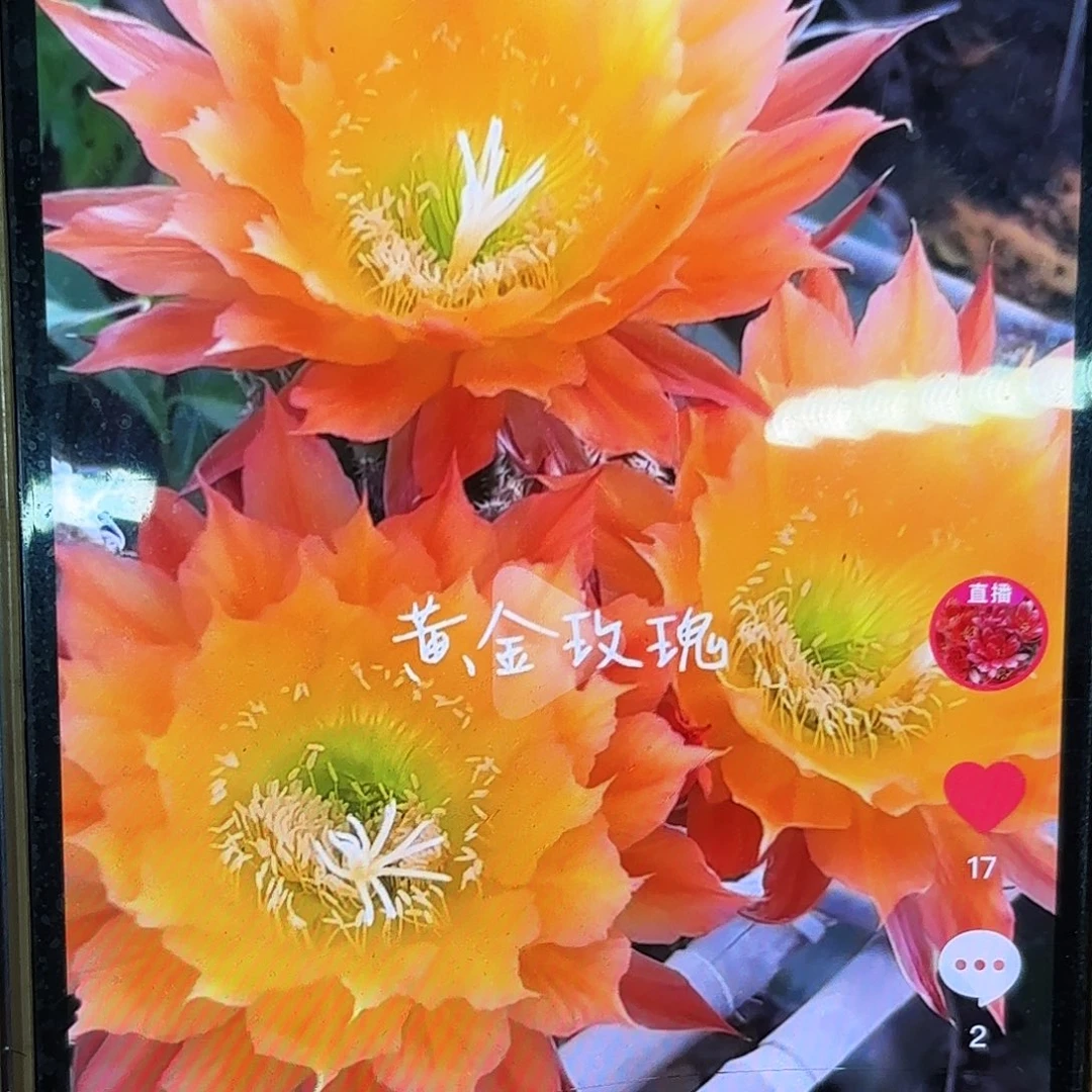 黄金玫瑰毛侧牙20包邮仙人球20