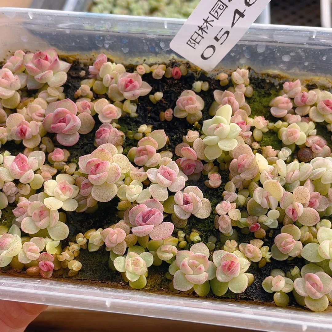 可***爱多肉植物多肉植物546