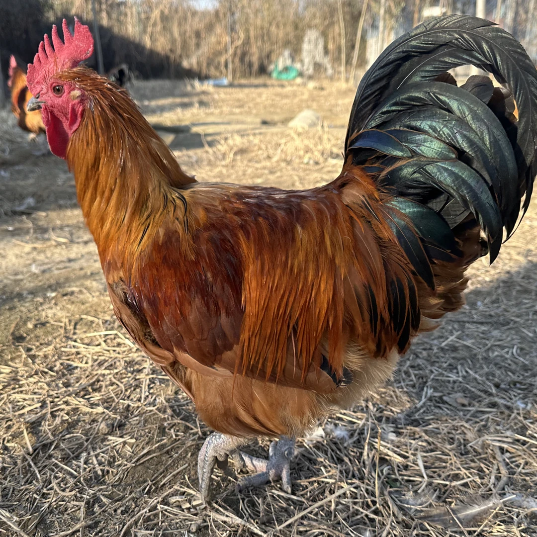 散养1年毛重5.5斤以上大公鸡新鲜现杀肉质紧实纯粮喂养顺丰包邮