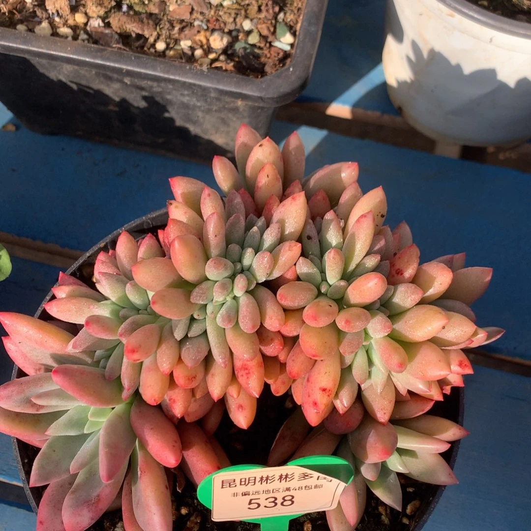 桃花源缀化一物一拍538