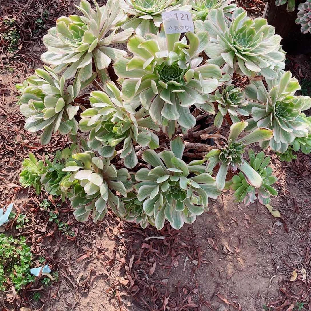 无花朵多肉植物121