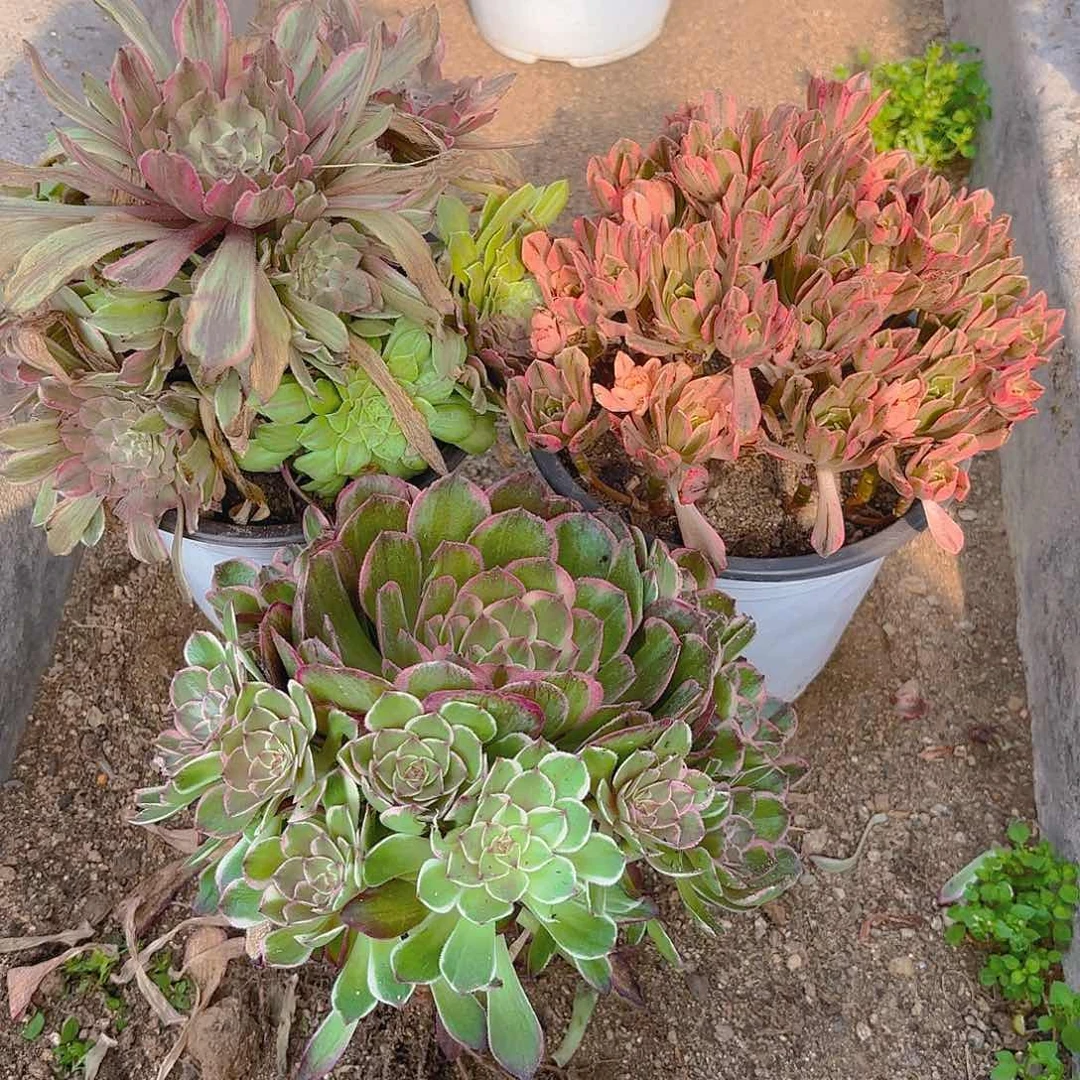 甜茶海王粉黛多肉植物