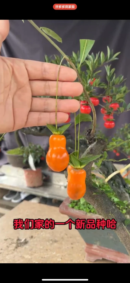 金弹子室外露天养殖苗