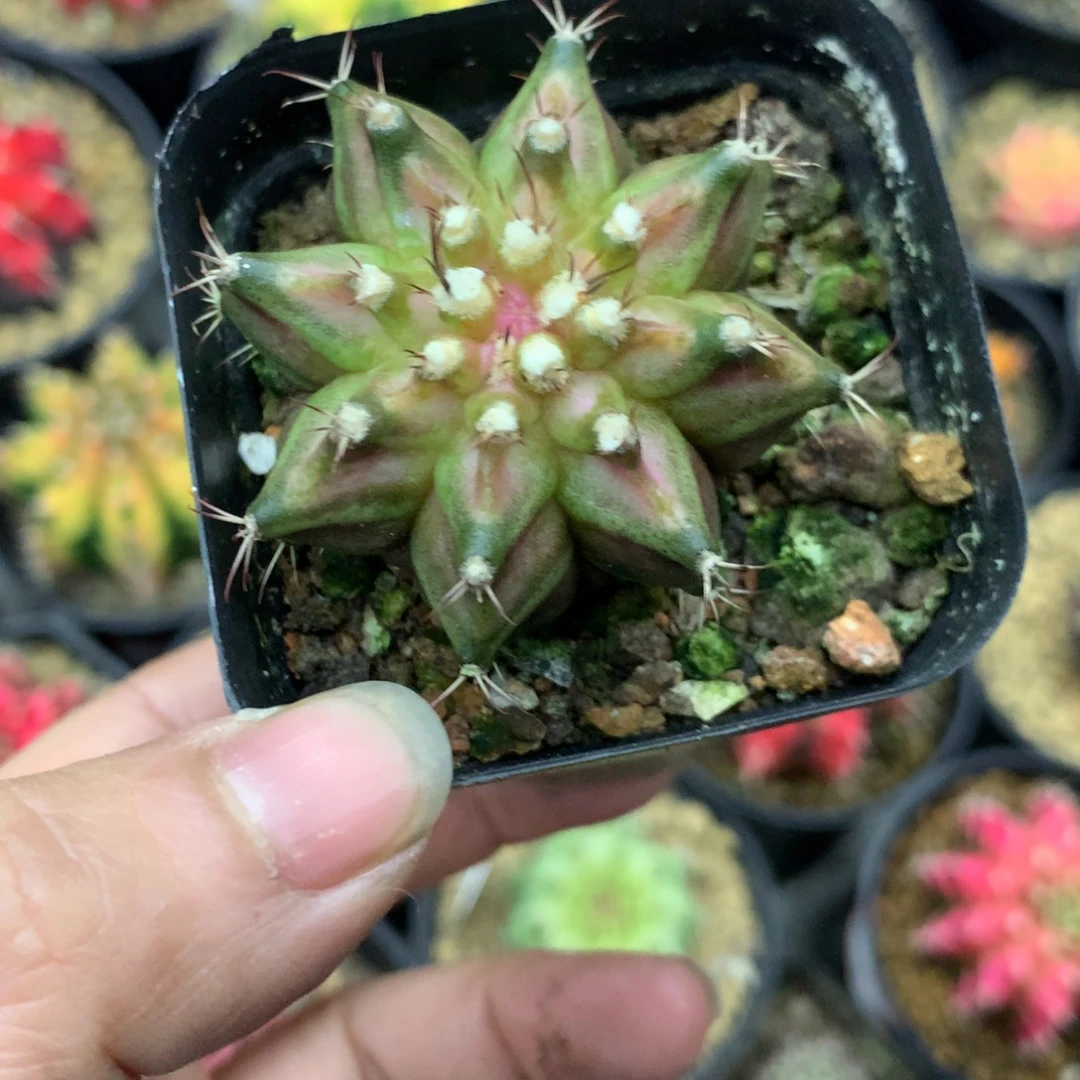 仙人球米哈肋骨10