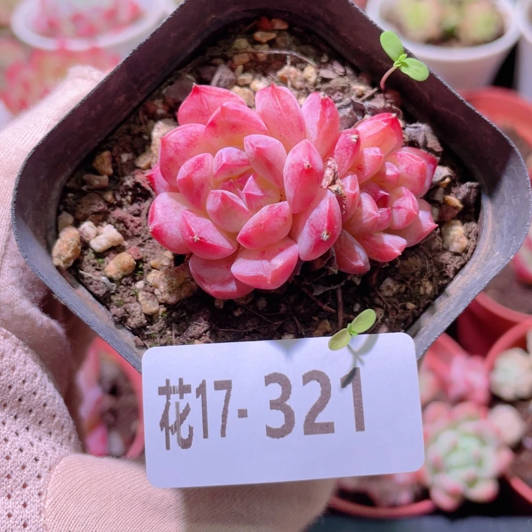 花利美17-321新品