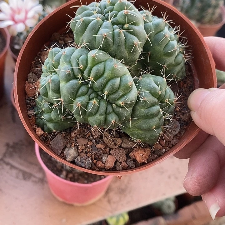 8329缀化群生原盆土