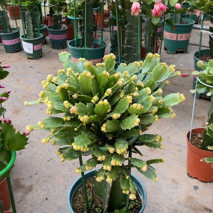 当前无花栽培后可以开花冬*833嫁接028