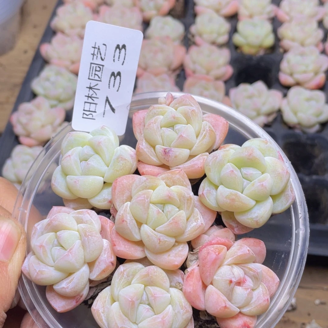 多肉植物多肉植物733