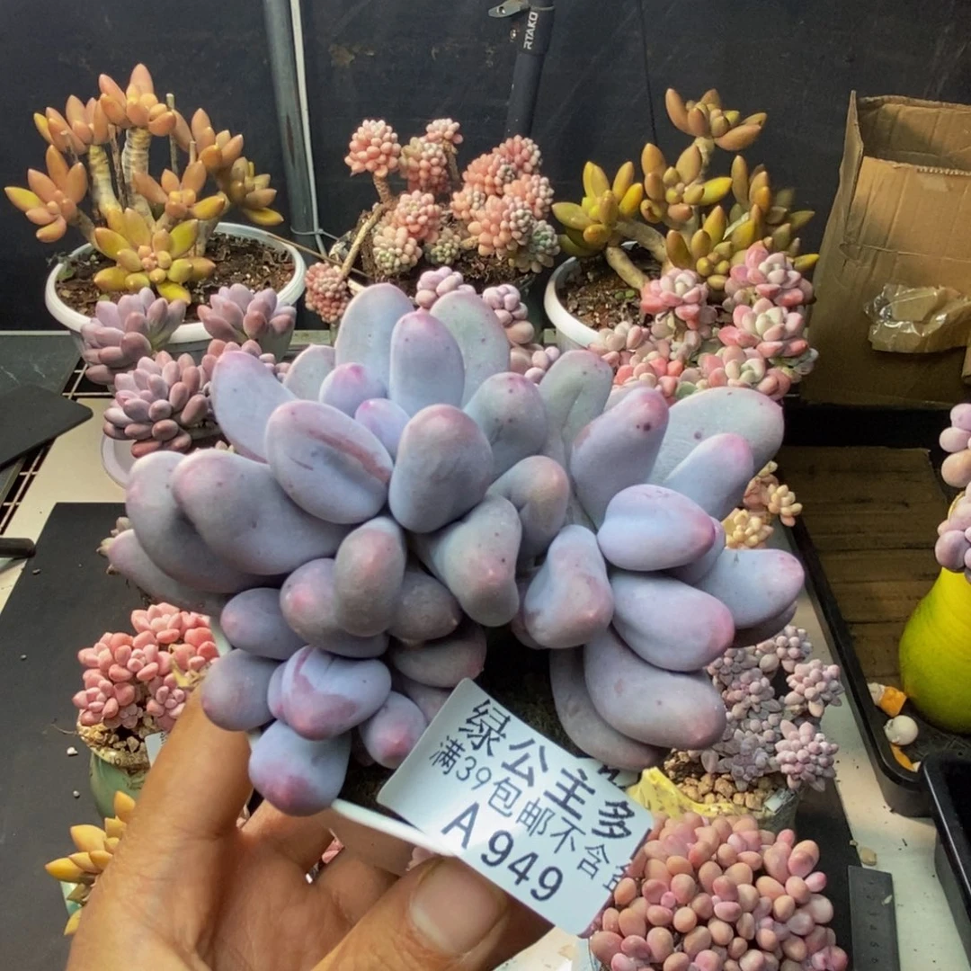 949米可奶多肉7c m