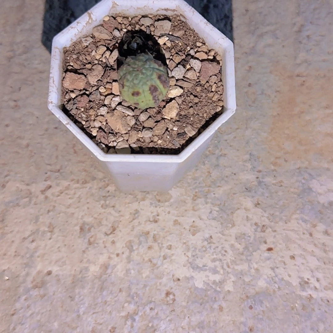 【闪购商品】牛**地块根植物