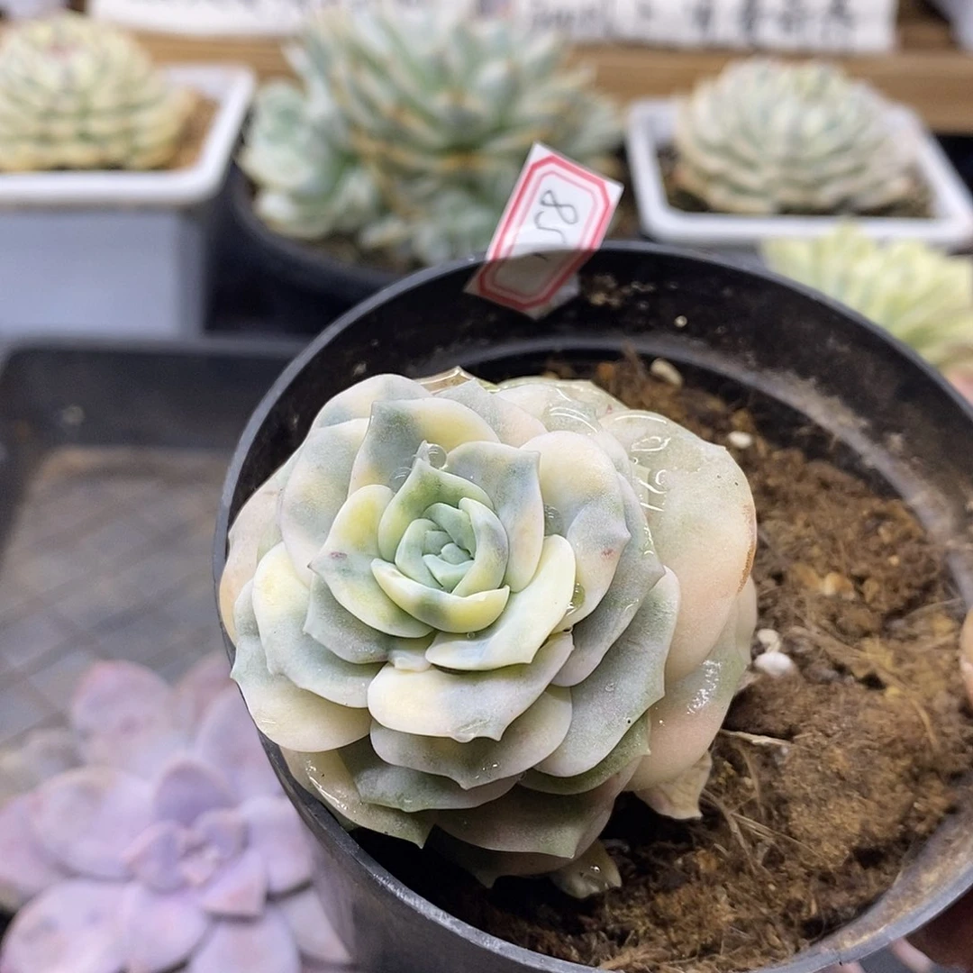 11158 可爱玫瑰覆轮锦