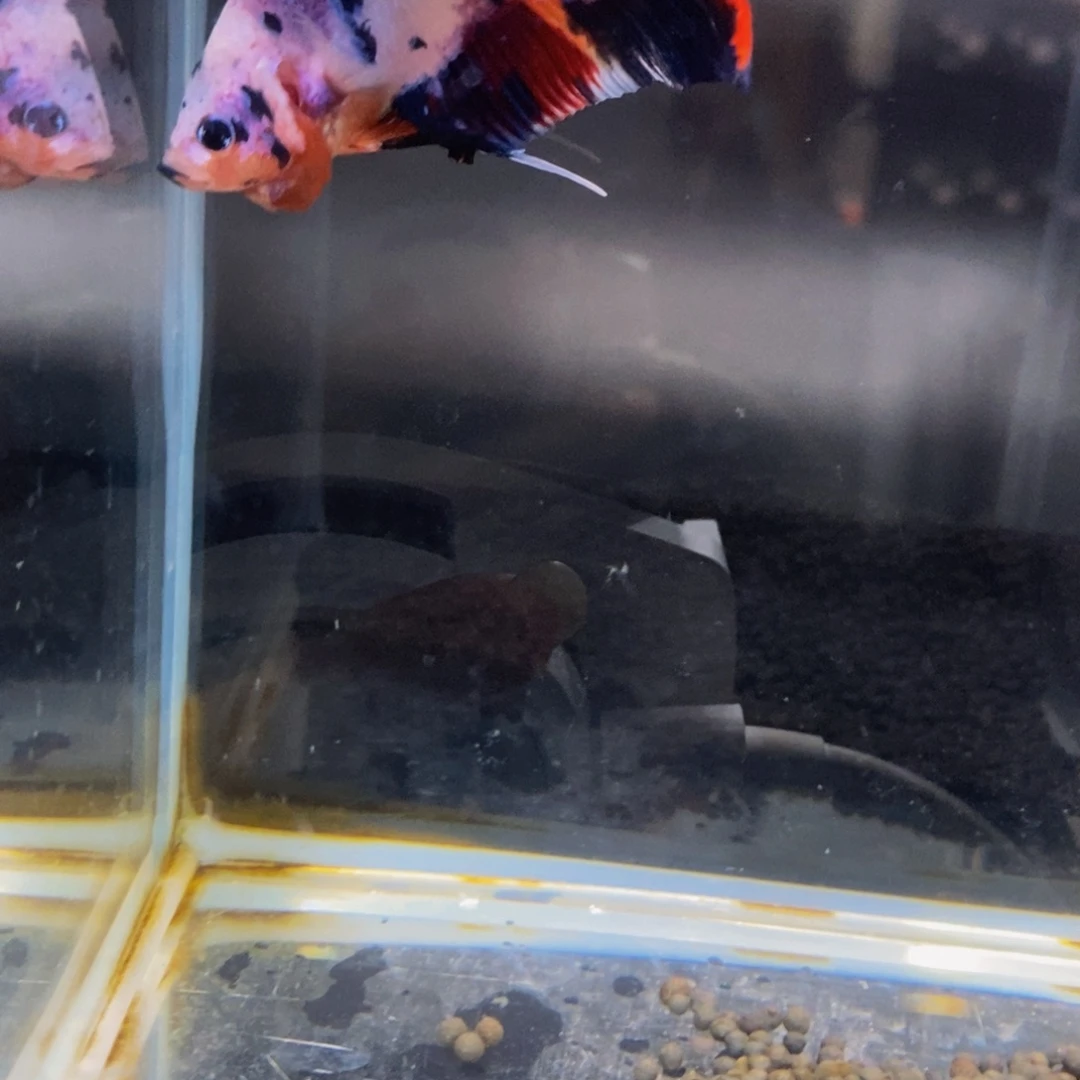 斗鱼356巨斗111111