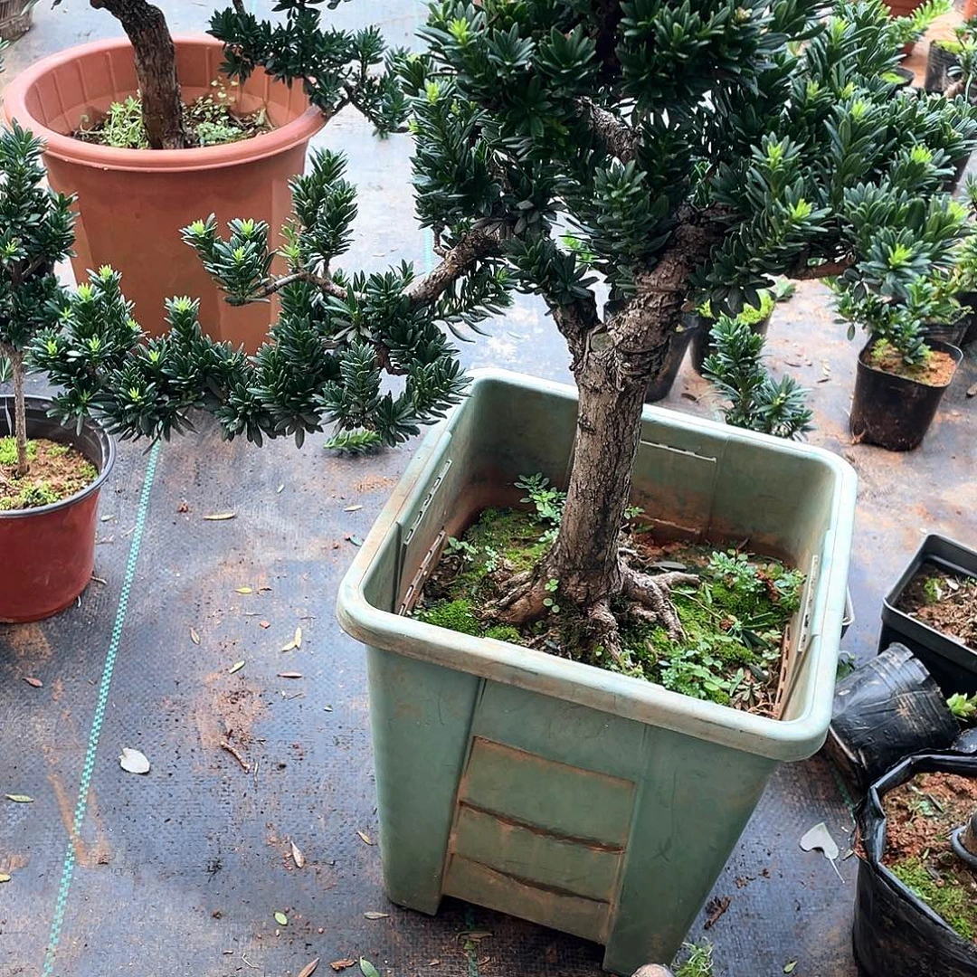 广***汉无花朵罗汉松盆景罗汉松5