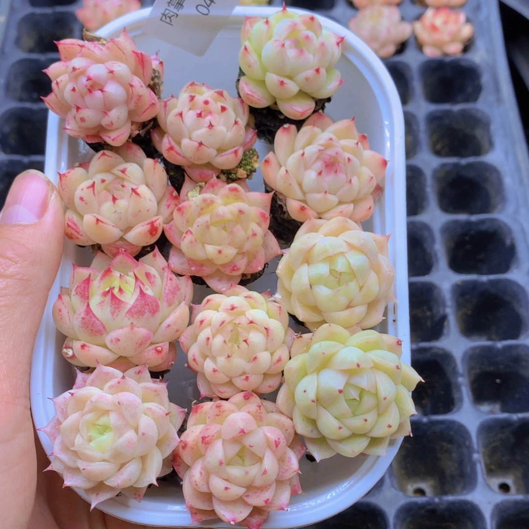 我要去看你了啊047