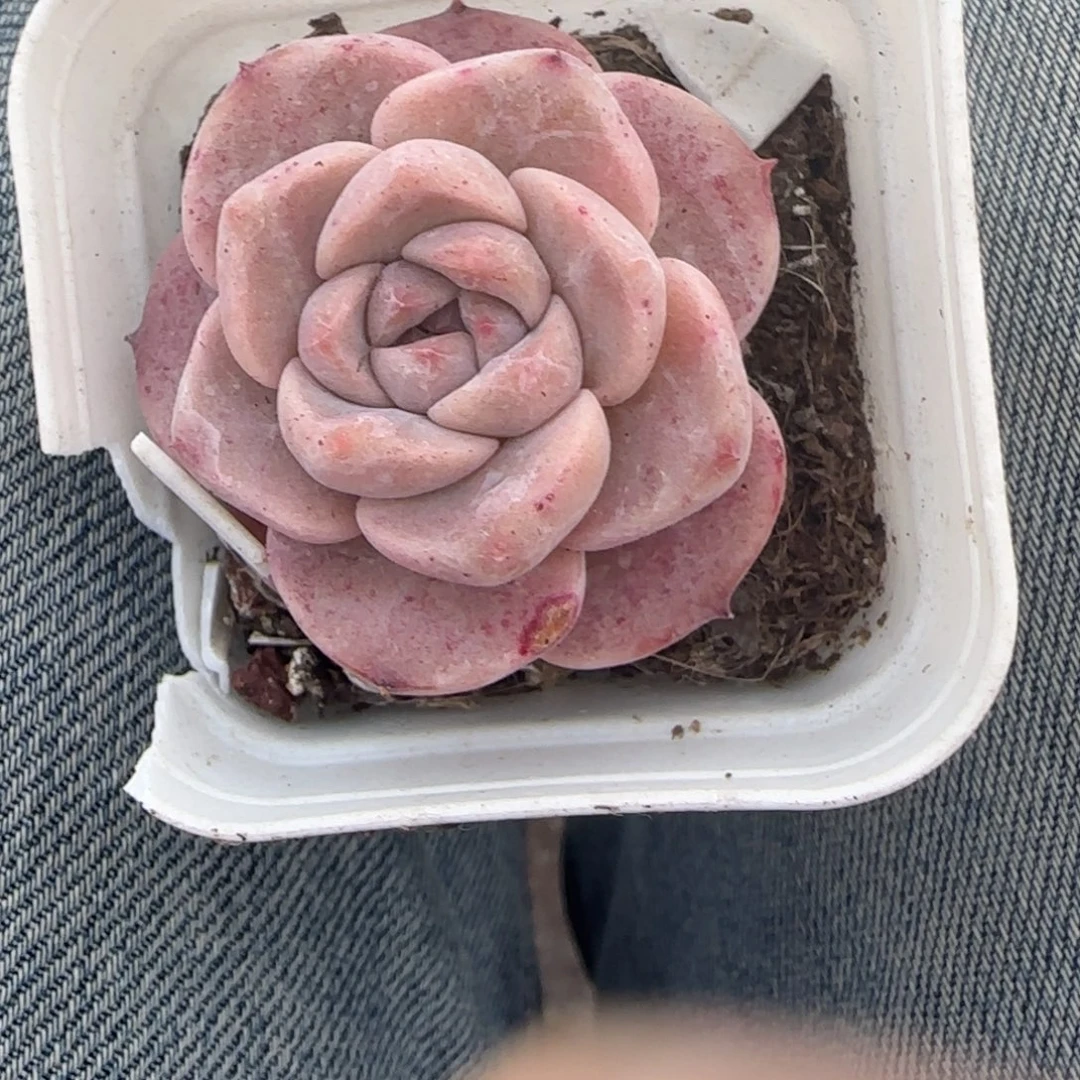 多肉小卡拉米糖心一物一拍