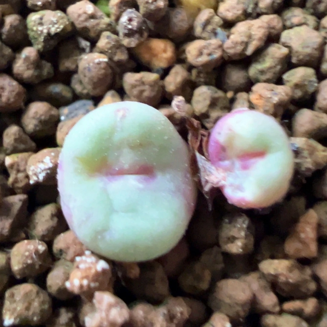 491号se福利漏。