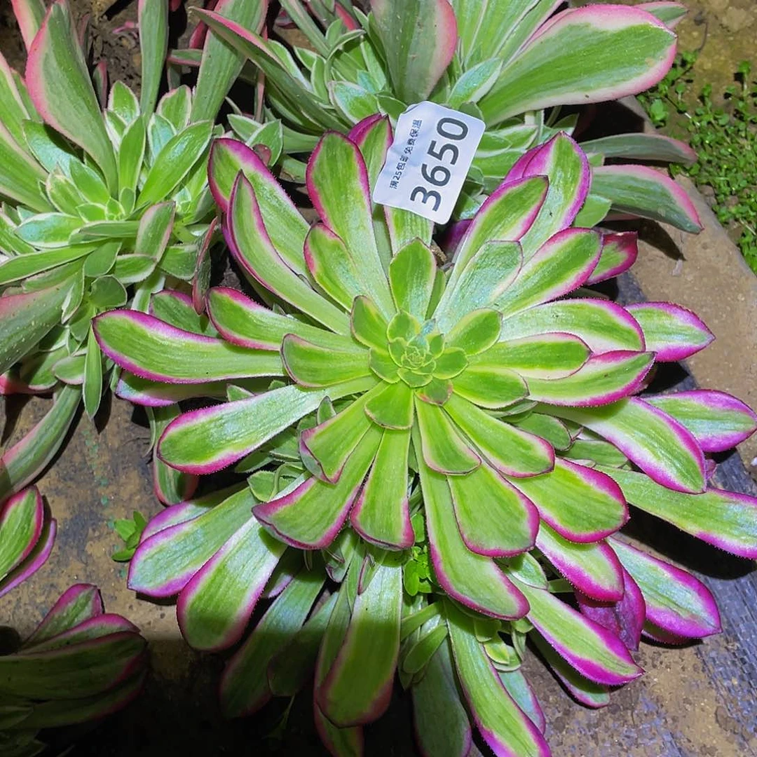 3650琉璃女神多肉植物